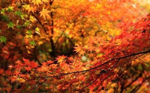棲霞山楓葉什么時候紅 棲霞山楓葉變紅時間