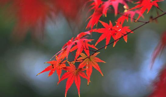 棲霞山楓葉什么時候紅 棲霞山楓葉變紅時間