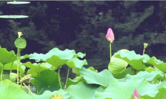 杭州的荷花什么時(shí)候盛開(kāi) 杭州的荷花盛開(kāi)時(shí)間