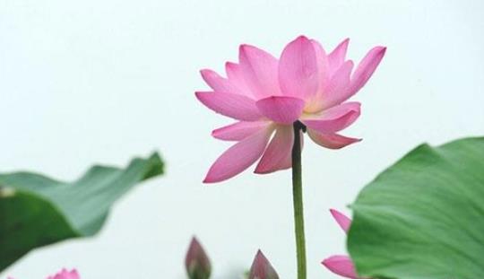 杭州的荷花什么時(shí)候盛開(kāi) 杭州的荷花盛開(kāi)時(shí)間