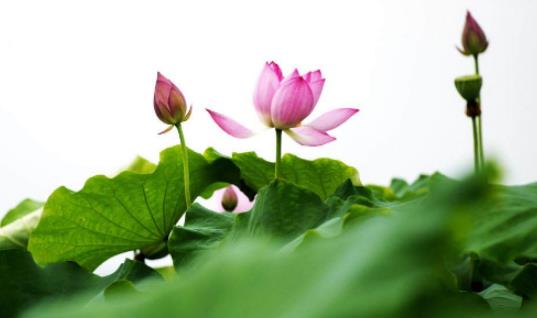 杭州的荷花什么時(shí)候盛開(kāi) 杭州的荷花盛開(kāi)時(shí)間