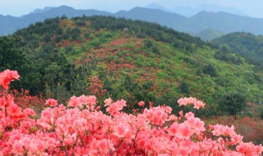平谷桃花花期是什么時候 平谷桃花花期