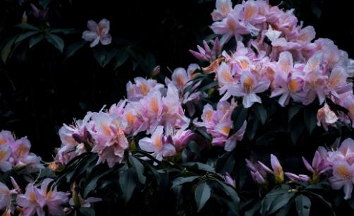 平谷桃花花期是什么時候 平谷桃花花期