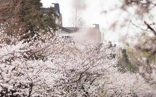 雞鳴寺櫻花什么時候開 雞鳴寺櫻花開花時間