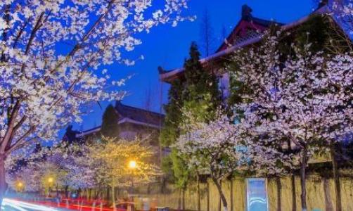 雞鳴寺櫻花什么時候開 雞鳴寺櫻花開花時間