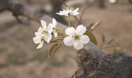 河北趙縣梨花節(jié)什么時(shí)候去最合適 河北趙縣梨花最佳觀賞時(shí)間