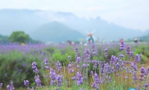 仙居薰衣草什么時候開 仙居薰衣草開花季節(jié)