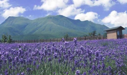 仙居薰衣草什么時候開 仙居薰衣草開花季節(jié)