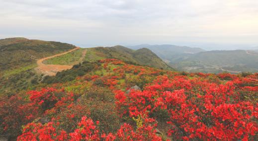 湖北麻城的杜鵑花什么時候開 湖北麻城的杜鵑花開花時間