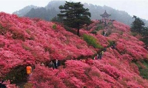 湖北麻城的杜鵑花什么時候開 湖北麻城的杜鵑花開花時間
