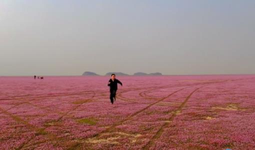鄱陽湖花海最佳觀看時間 鄱陽湖花海什么時候看