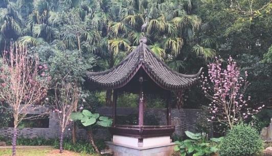 深圳園博園玉蘭花什么時候開 深圳園博園玉蘭花開花時間