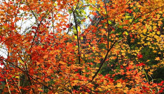 長(zhǎng)嶺村看紅葉什么時(shí)候去好 長(zhǎng)嶺村最佳旅游時(shí)間
