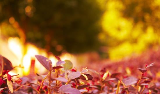 長(zhǎng)嶺村看紅葉什么時(shí)候去好 長(zhǎng)嶺村最佳旅游時(shí)間