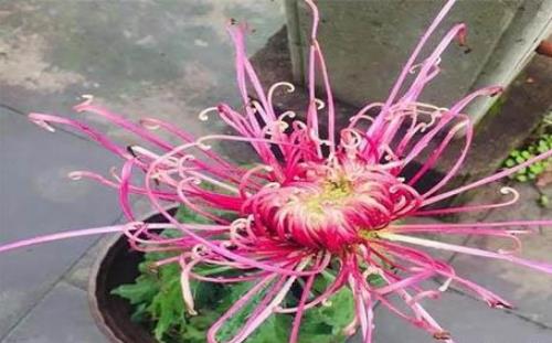 2018浙江桐溪菊花展持續(xù)到什么時候 浙江桐溪菊花展時間