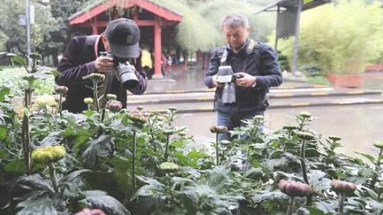 成都人民公園菊花展什么時候 成都人民公園菊花展時間