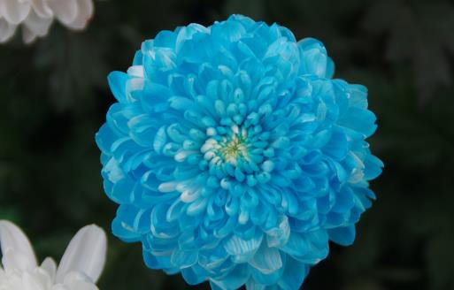 成都人民公園菊花展什么時候 成都人民公園菊花展時間