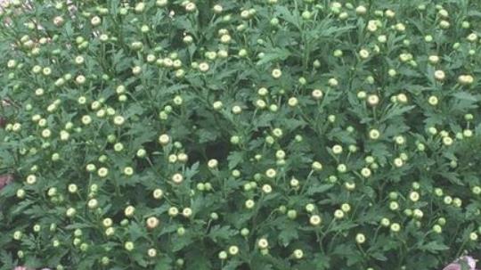 2018常州菊花節(jié)什么時候開始 常州菊花節(jié)時間