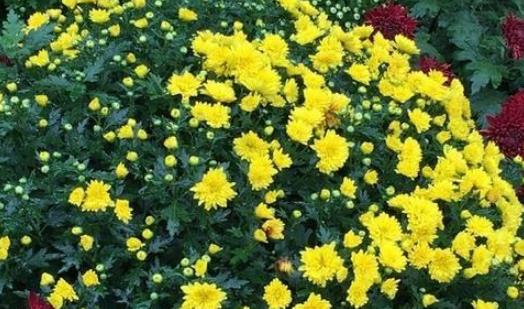 2018常州菊花節(jié)什么時候開始 常州菊花節(jié)時間