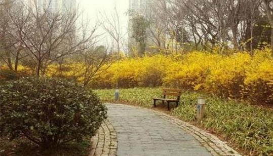 2018常州菊花節(jié)什么時候開始 常州菊花節(jié)時間