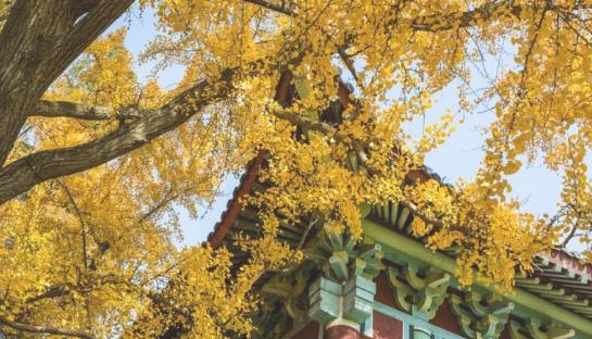 南京棲霞寺楓葉什么時候紅 南京棲霞寺楓葉紅的時間