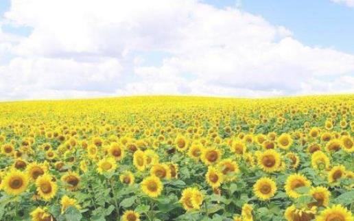 2018房山天開(kāi)花海什么時(shí)候盛開(kāi) 房山天開(kāi)花海開(kāi)花時(shí)間