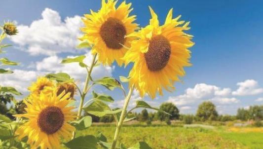 2018房山天開(kāi)花海什么時(shí)候盛開(kāi) 房山天開(kāi)花海開(kāi)花時(shí)間