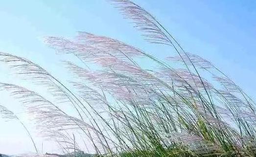 蘆葦花什么時(shí)候開 蘆葦花花期