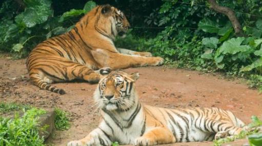 廣州動物園開放時間 廣州動物園什么時候開放