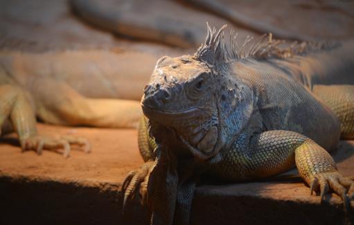 廣州動物園開放時間 廣州動物園什么時候開放