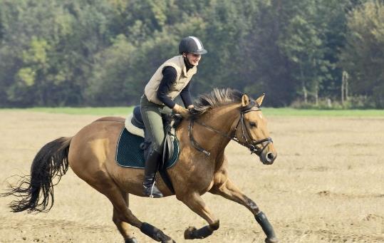 世界十大名馬排行榜:純血馬速度最快,高達(dá)6400萬美元