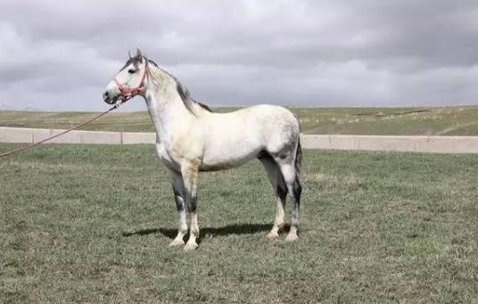 世界十大名馬排行榜:純血馬速度最快,高達(dá)6400萬美元