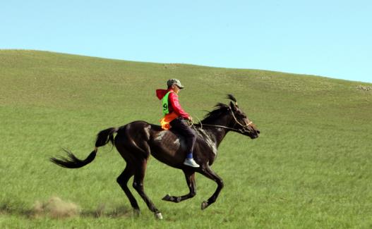 世界十大名馬排行榜:純血馬速度最快,高達(dá)6400萬美元