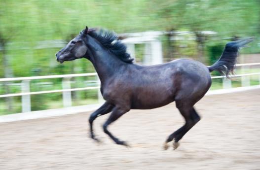 世界十大名馬排行榜:純血馬速度最快,高達(dá)6400萬美元