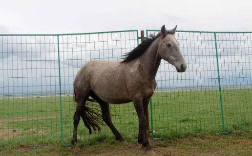 世界十大名馬排行榜:純血馬速度最快,高達(dá)6400萬美元