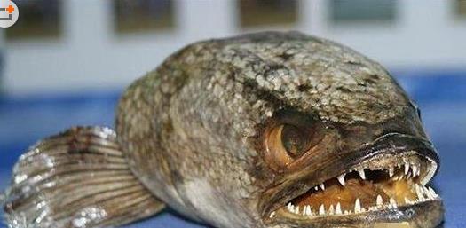 七、蛇頭魚(yú).jpg
