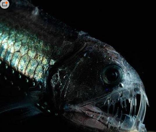 八、蝰魚(yú).jpg