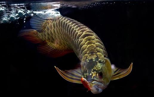 四、龍魚(yú).jpg