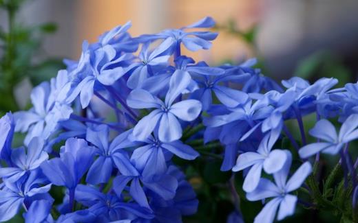 No7、藍(lán)雪花.jpg