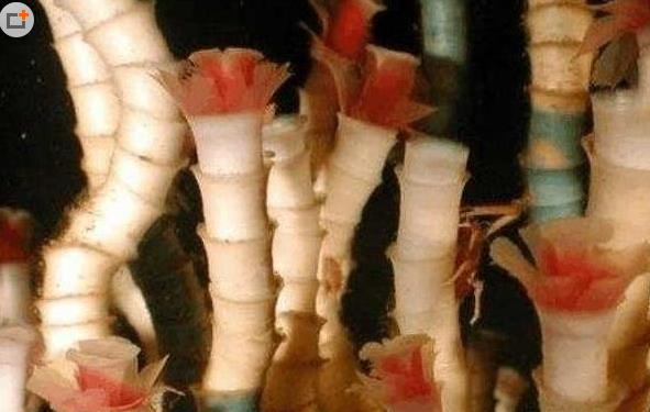 四、管蠕蟲(chóng).jpg