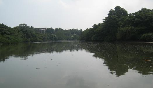 6、紅樹林.jpg