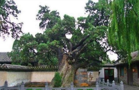 中國十大千年古樹排行榜,黃帝軒轅柏有5000年歷史!