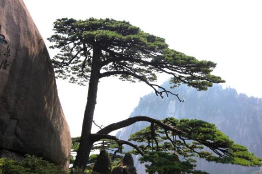 中國十大千年古樹排行榜,黃帝軒轅柏有5000年歷史!