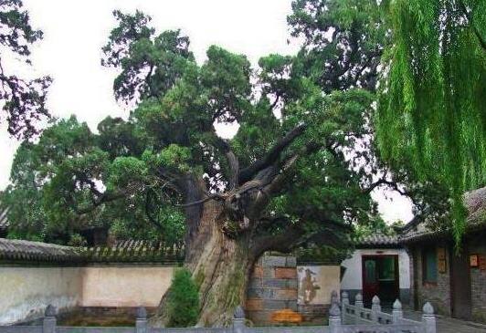 中國十大千年古樹排行榜,黃帝軒轅柏有5000年歷史!