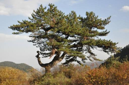 中國十大千年古樹排行榜,黃帝軒轅柏有5000年歷史!