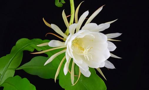 十大世界上最美的花排行榜,薰衣草第一,藍色妖姬第二