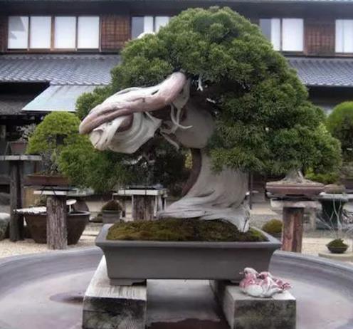世界十大金獎(jiǎng)盆景排行榜,中國(guó)黃雀梅盆景位列第五