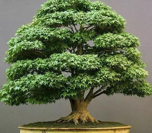 世界十大金獎(jiǎng)盆景排行榜,中國(guó)黃雀梅盆景位列第五