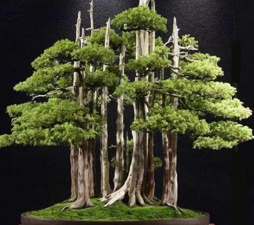 世界十大金獎(jiǎng)盆景排行榜,中國(guó)黃雀梅盆景位列第五