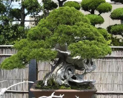 世界十大金獎(jiǎng)盆景排行榜,中國(guó)黃雀梅盆景位列第五